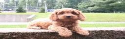 Cavapoo dogs for sale: Ruby - Ad 1