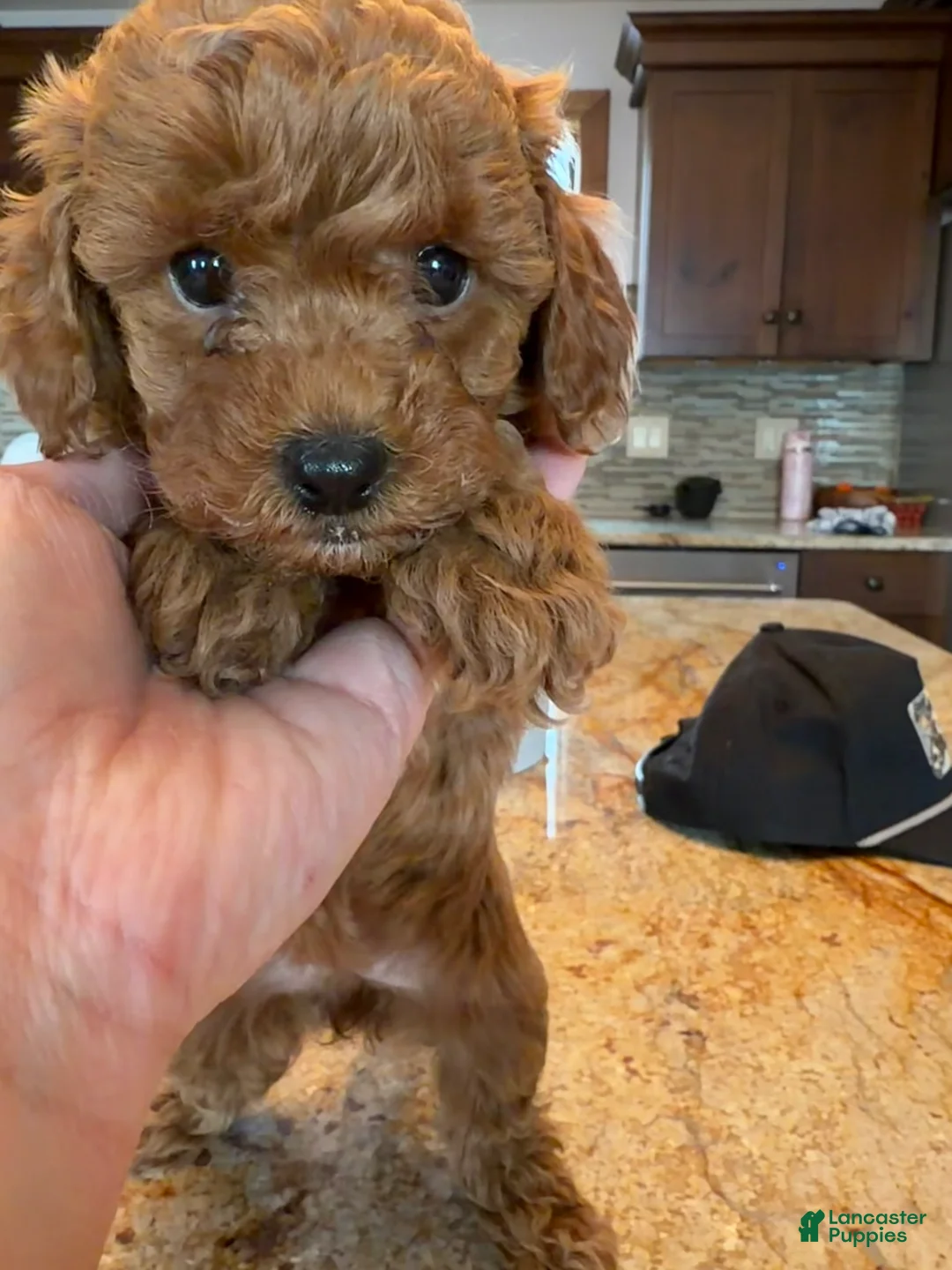 Toy Poodle dogs for sale: Lilly - Ad 4