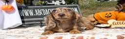 Miniature Dachshund dogs for sale: Miniature Dachshund dapple - Ad 6