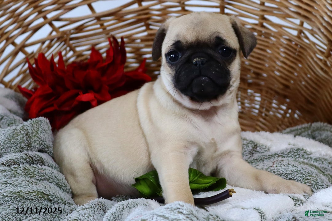 Pug dogs for sale: Holly - Ad 5