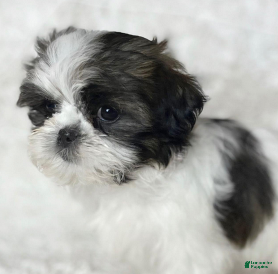 Shih Tzu dogs for sale: AKC Grace - Ad 1