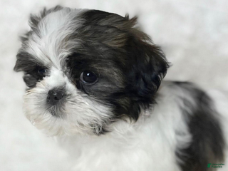 Shih Tzu dogs AKC Grace - Ad 5