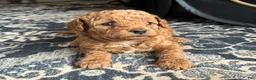 Mini Goldendoodle dogs for sale: Scarlet  - Ad 2