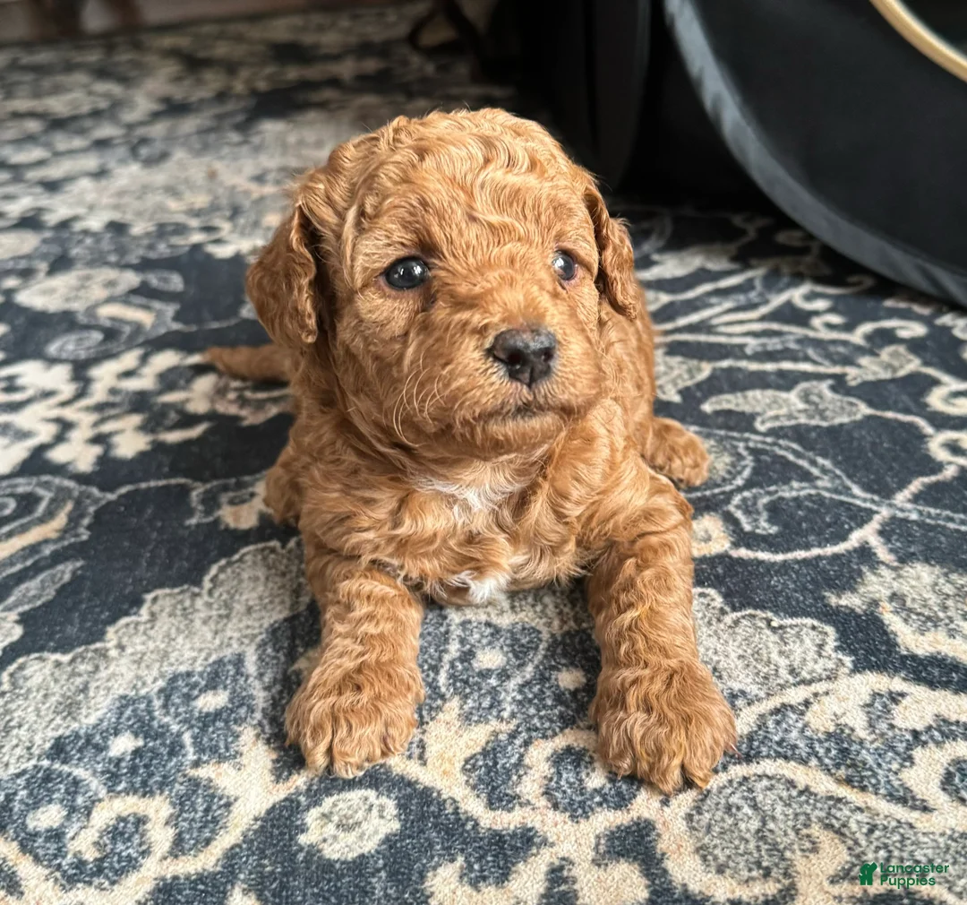 Mini Goldendoodle dogs for sale: Scarlet  - Ad 2
