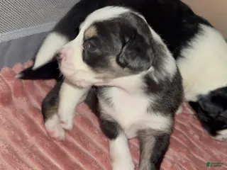 Mixed Breed dogs Oreo - Ad 36