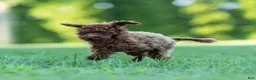 Toy Poodle dogs for sale: Raven Toy Poodle Puppy  - Ad 4