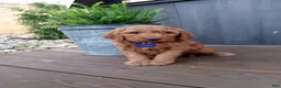 Mini Goldendoodle dogs for sale: Calvin F1b - Ad 7