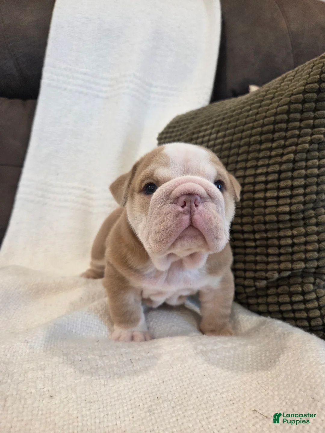 English Bulldog dogs for sale: Creme Puff - Ad 6