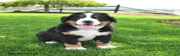 Bernese Mountain Dog dogs for sale: Bandit - Ad 4