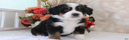 Mini Bernedoodle dogs for sale: Justin - Ad 4