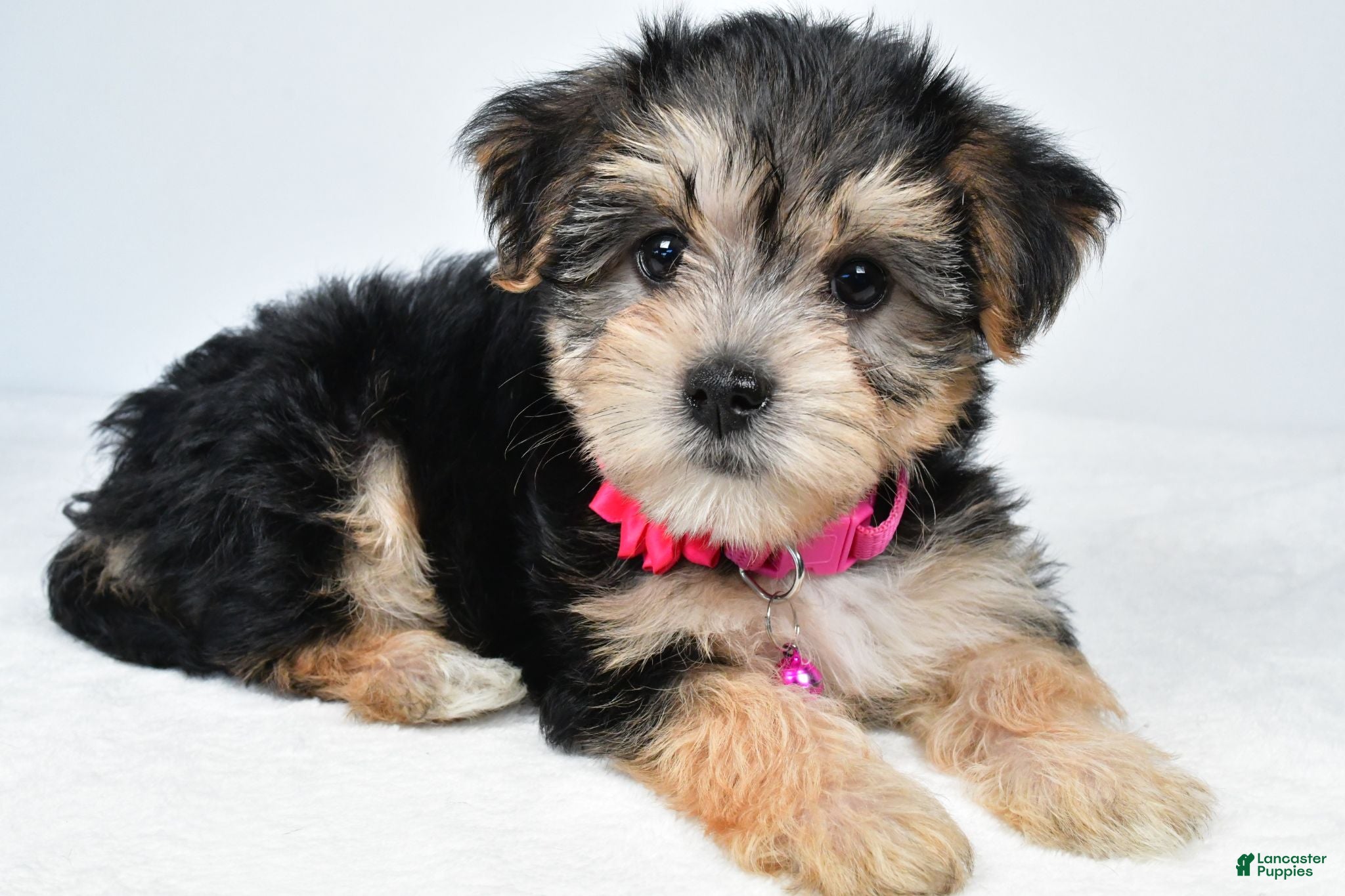 Morkie dogs Winnie - Ad 1