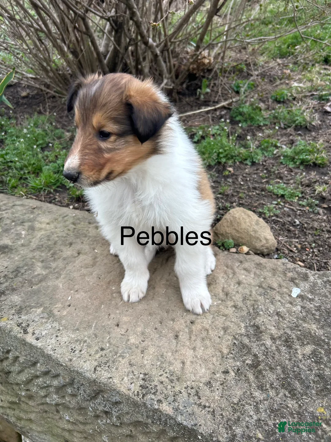 Collie dogs for sale: Pebbles - Ad 1