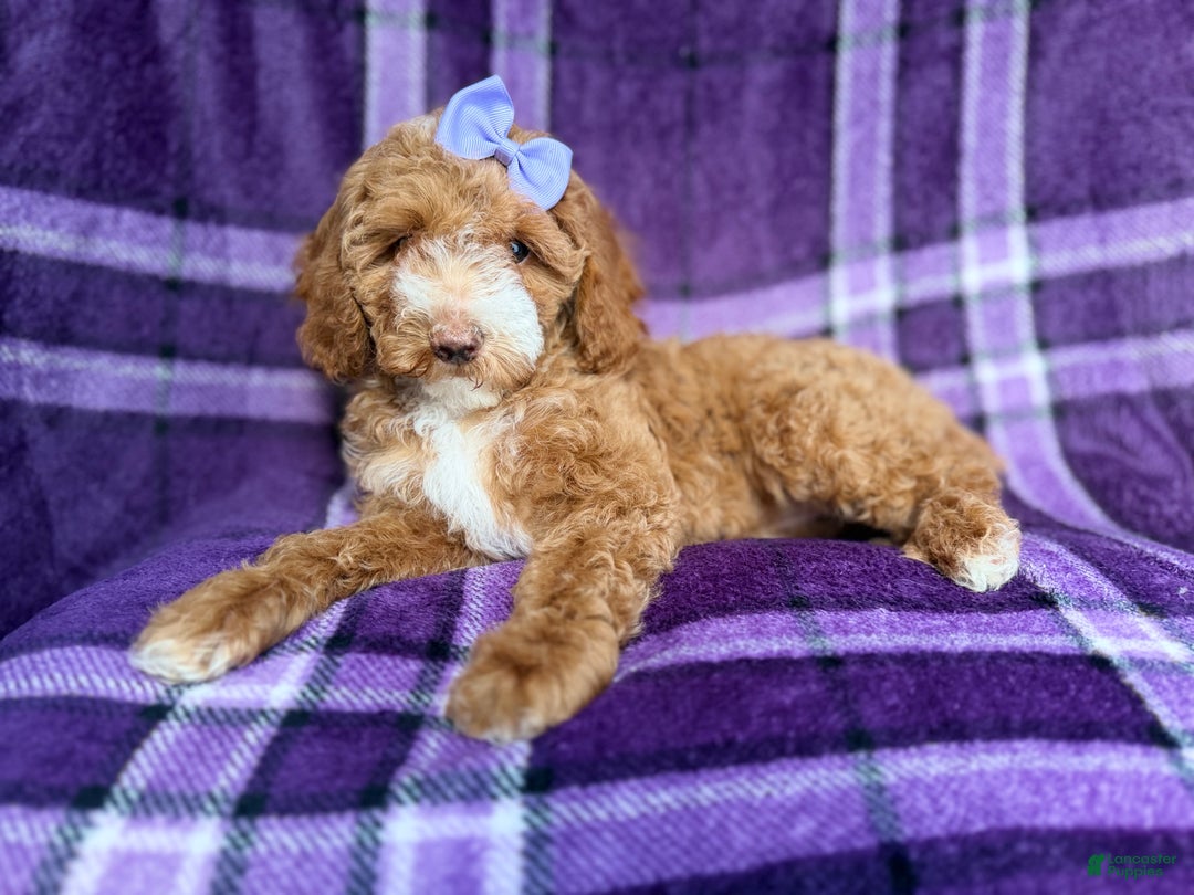 Cockapoo dogs for sale: Birdie  - Ad 4