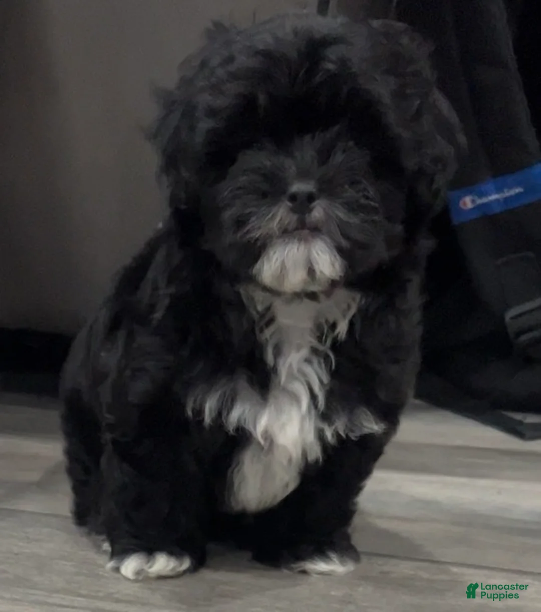 Toy Poodle dogs for sale: Toy Poodle Puppy 1 - Ad 1
