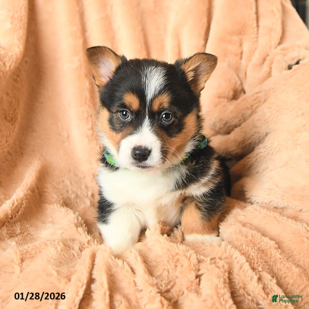 Welsh Corgi Pembroke dogs for sale: Duke - Ad 4