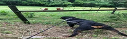 Rottweiler dogs for sale: Rottweiler 1 - Ad 19