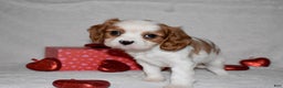 Cavalier King Charles Spaniel dogs for sale: Odie - Ad 4