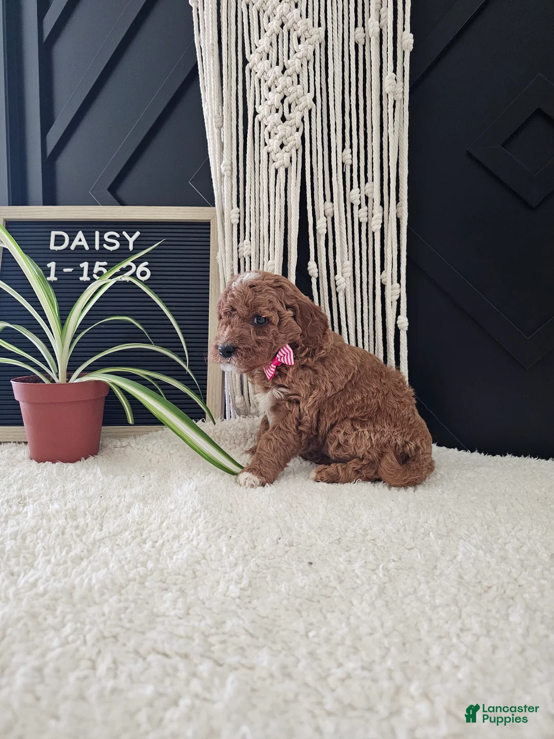 Mini Goldendoodle dogs for sale: Daisy - Ad 4