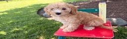 Cockapoo dogs for sale: Maddy - Ad 3