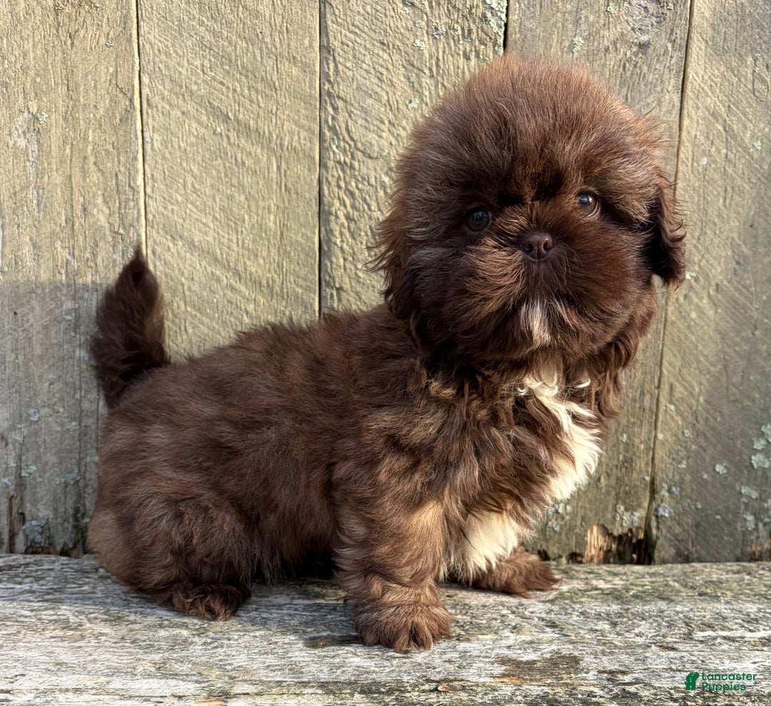 Shih Tzu dogs for sale: 💚 IN BOSTON MASSACHUSETTS AREA 💚 PUREBRED CHOCOLATE SHIH TZU 💚 ESTIMATED ADULT SIZE 10-12 LBS 💚 - Ad 1