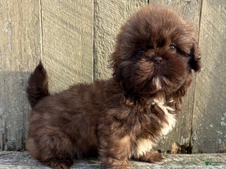 Shih Tzu dogs 💚 IN BOSTON MASSACHUSETTS AREA 💚 PUREBRED CHOCOLATE SHIH TZU 💚 ESTIMATED ADULT SIZE 10-12 LBS 💚 - Ad 1