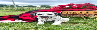 Samantha❤️AKC Registered🐾Text or Call