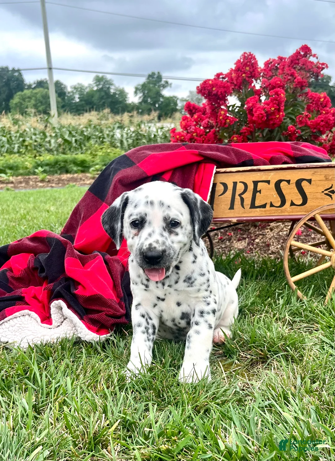 Dalmatian dogs for sale: Samantha❤️AKC Registered🐾Text or Call - Ad 1