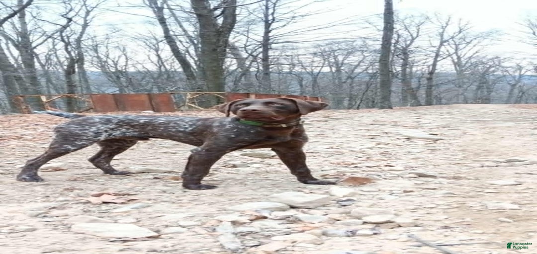 Gallery Image {{count}}