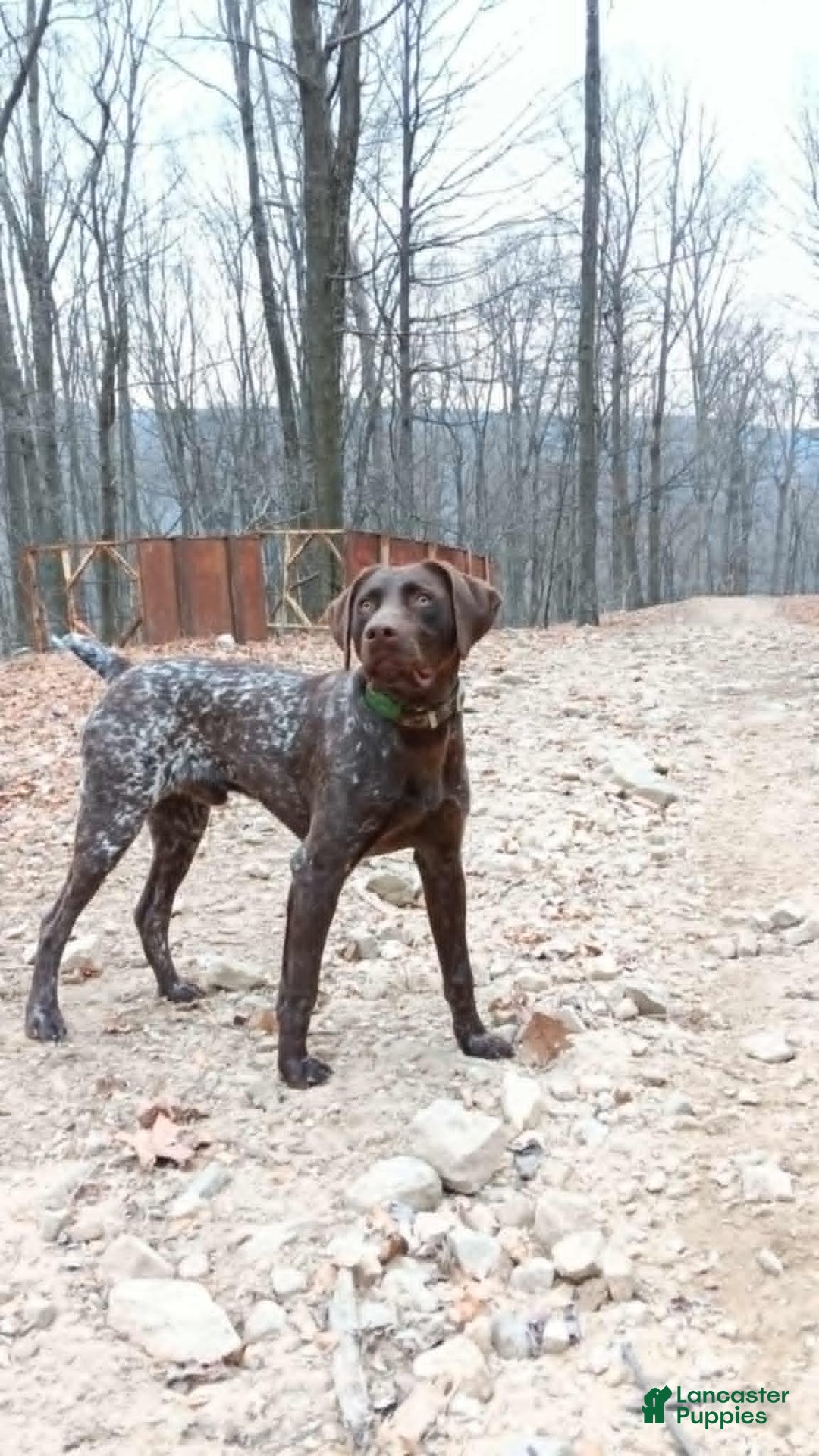 Gallery Image {{count}}