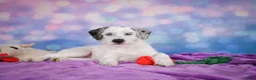 Mixed Breed dogs for sale: Sara - Ad 4