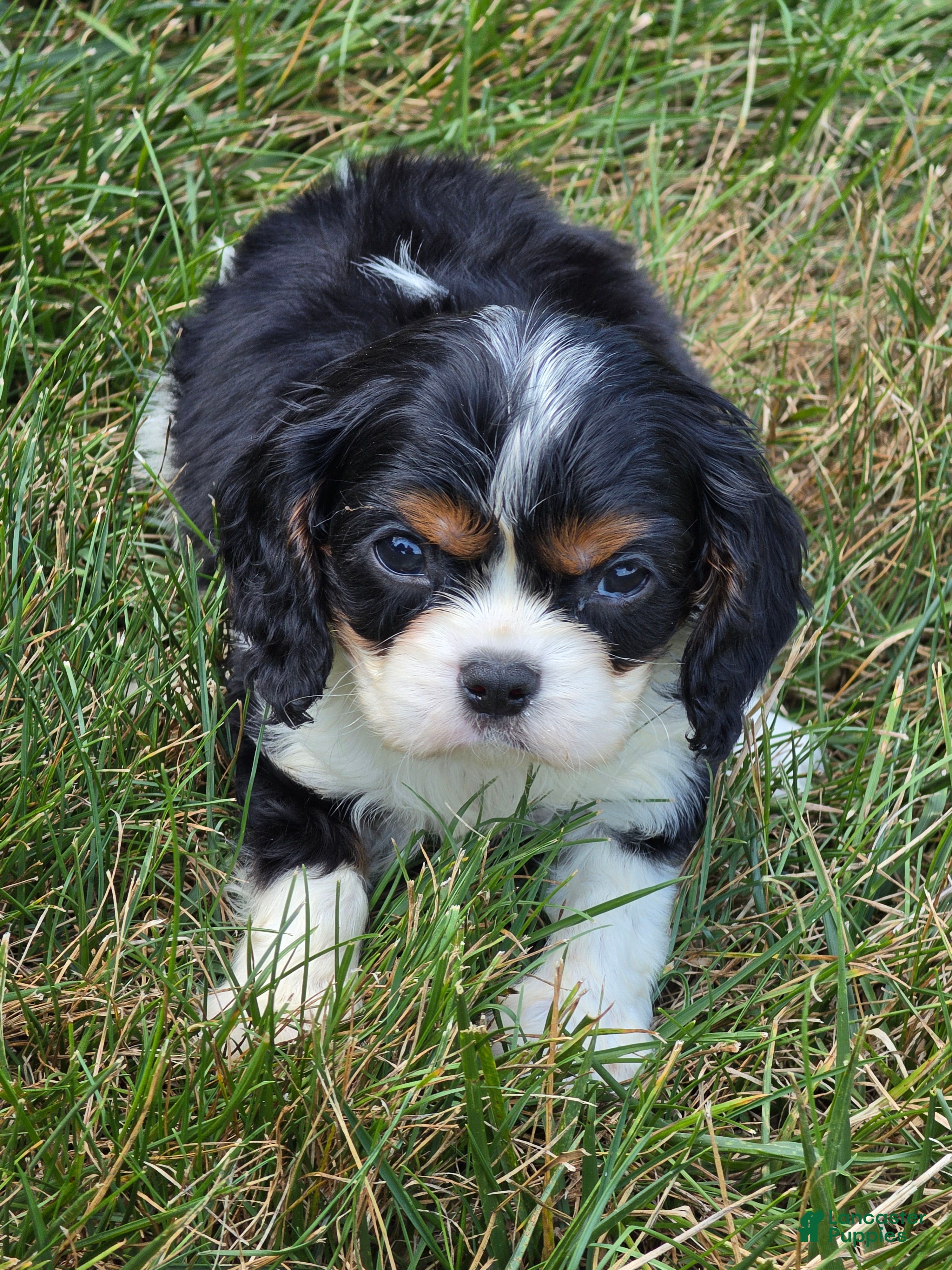 Cavalier King Charles Spaniel dogs Louie - Ad 2