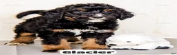 Bernedoodle dogs for sale: Glacier - Ad 8