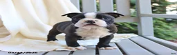 Boston Terrier dogs for sale: Cash - Ad 3