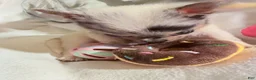 Chihuahua dogs for sale: AKC,Apple head spike,blue & white Merle  - Ad 5
