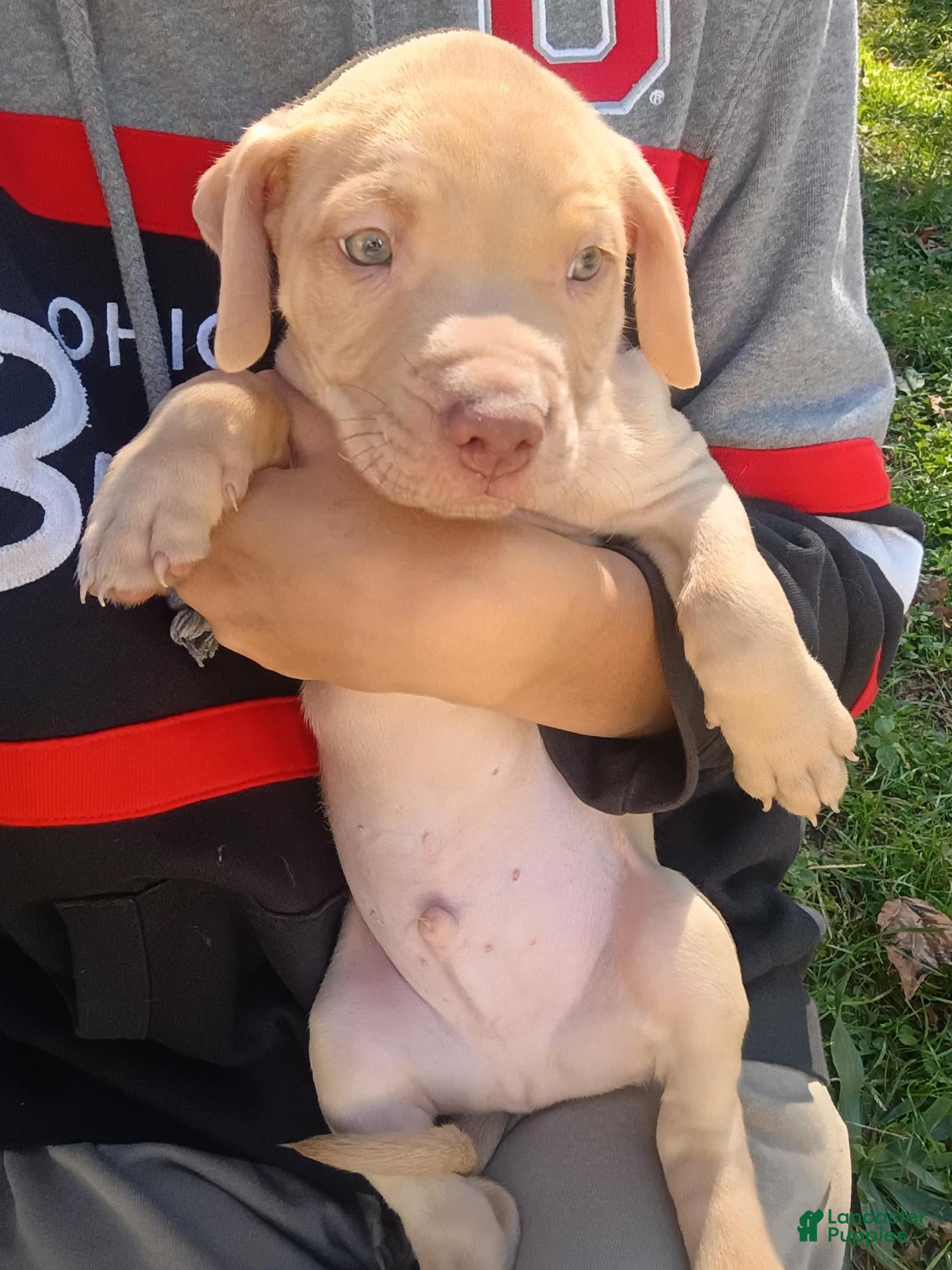 Mixed Breed dogs Rednose Male - Ad 9