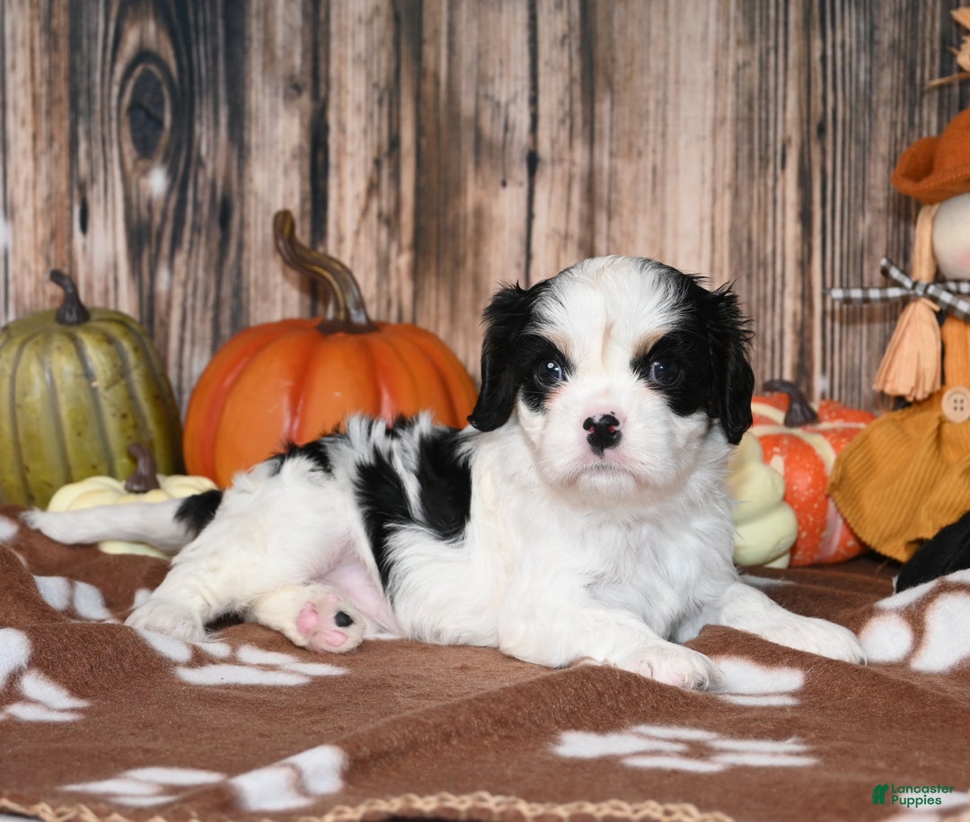 Cavalier King Charles Spaniel dogs for sale: Kai - Ad 11