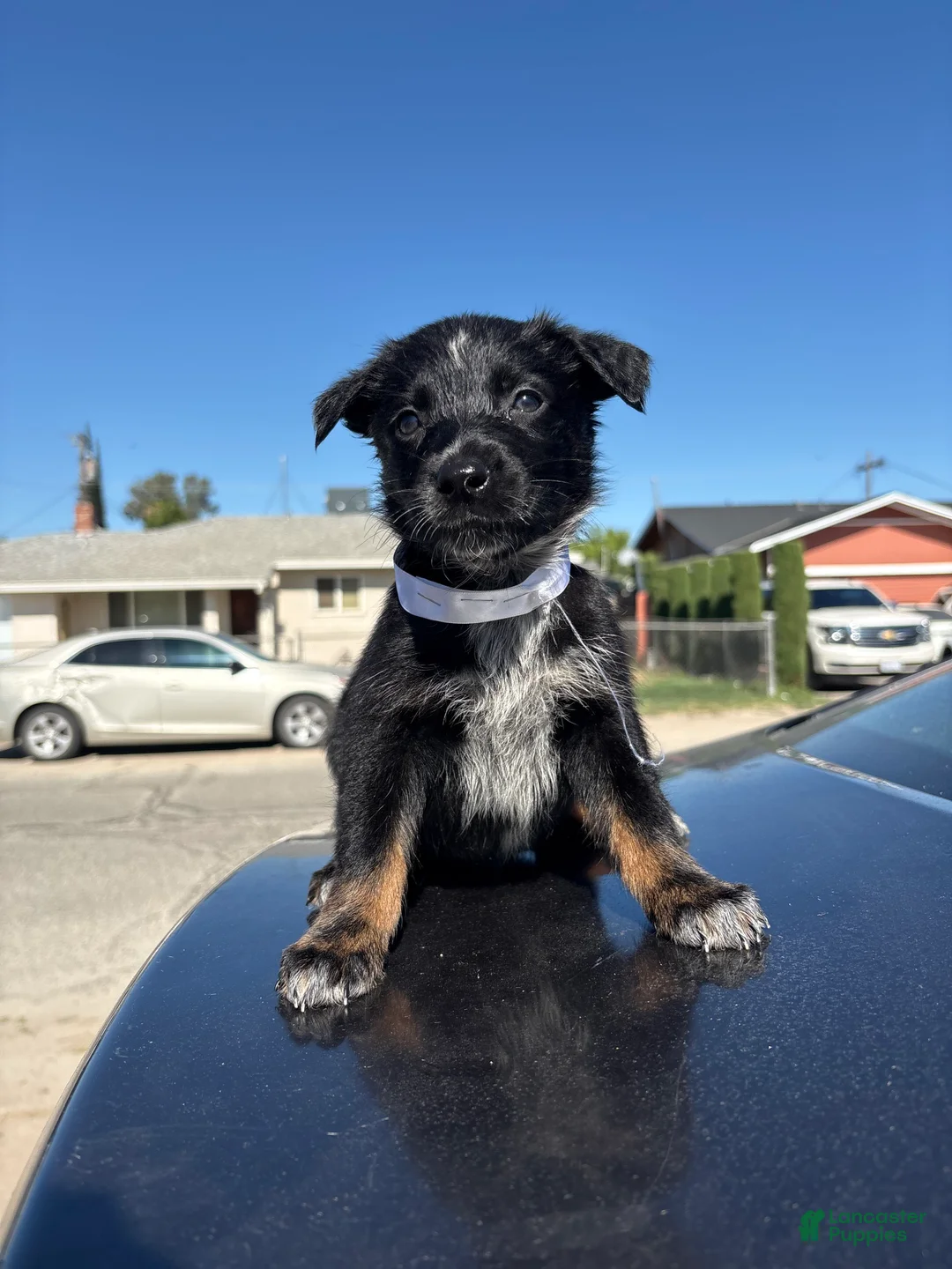 Mixed Breed dogs for sale: Harley  - Ad 2