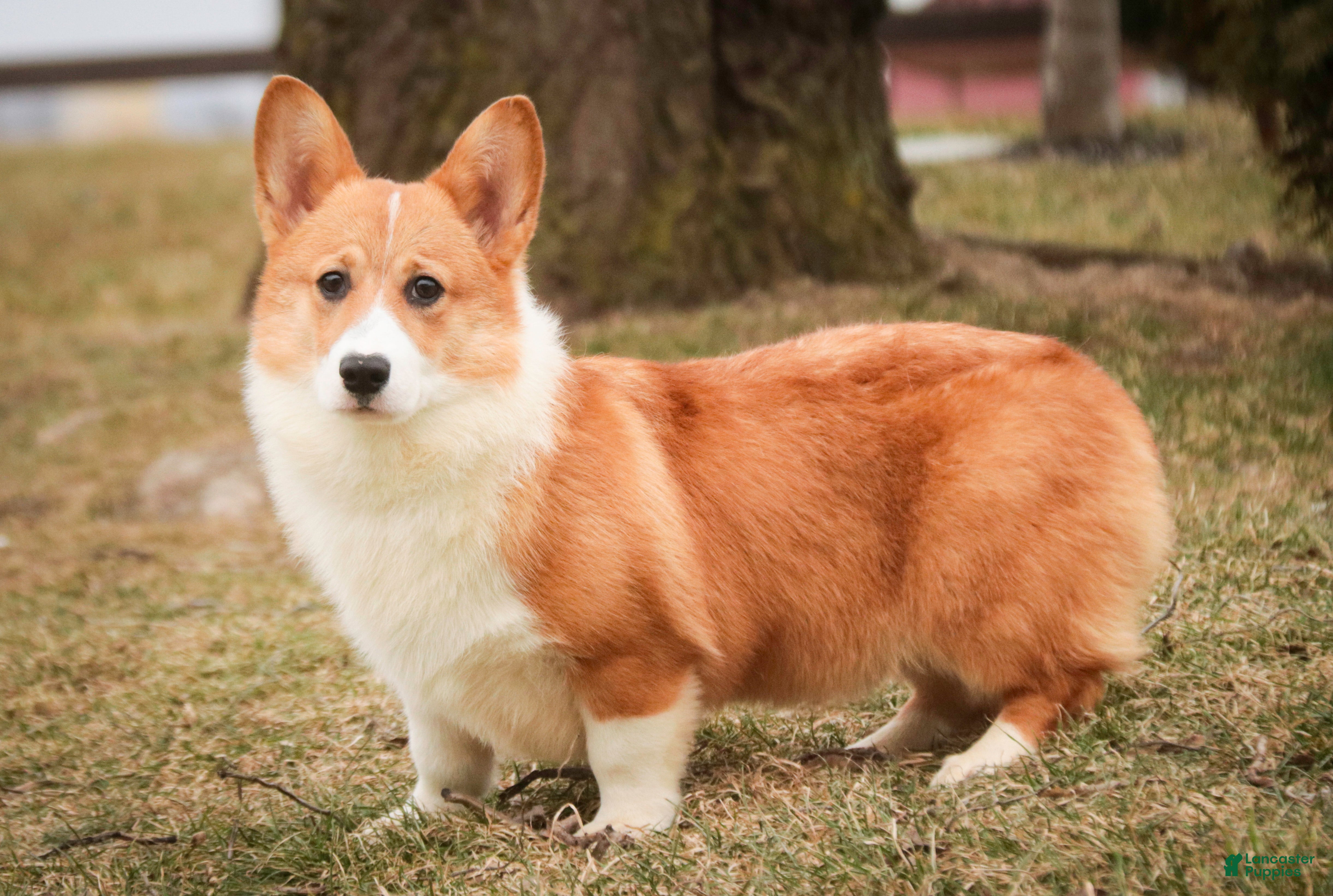 Welsh Corgi Pembroke dogs Steele - Ad 1