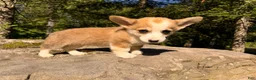 Welsh Corgi Pembroke dogs for sale: Lucy - Ad 15