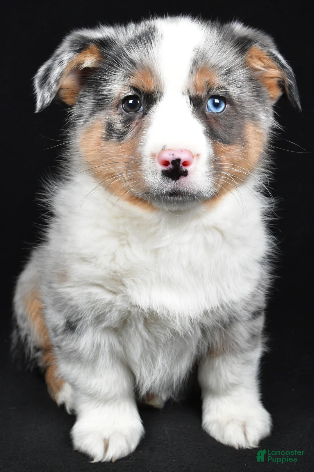 Mixed Breed dogs for sale: Sammy - Ad 2