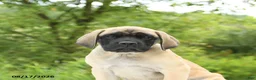 English Mastiff dogs for sale: Moose - Ad 3