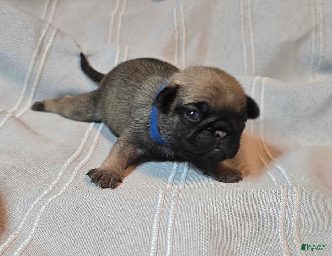 Pug dogs for sale: Freddie - Ad 6