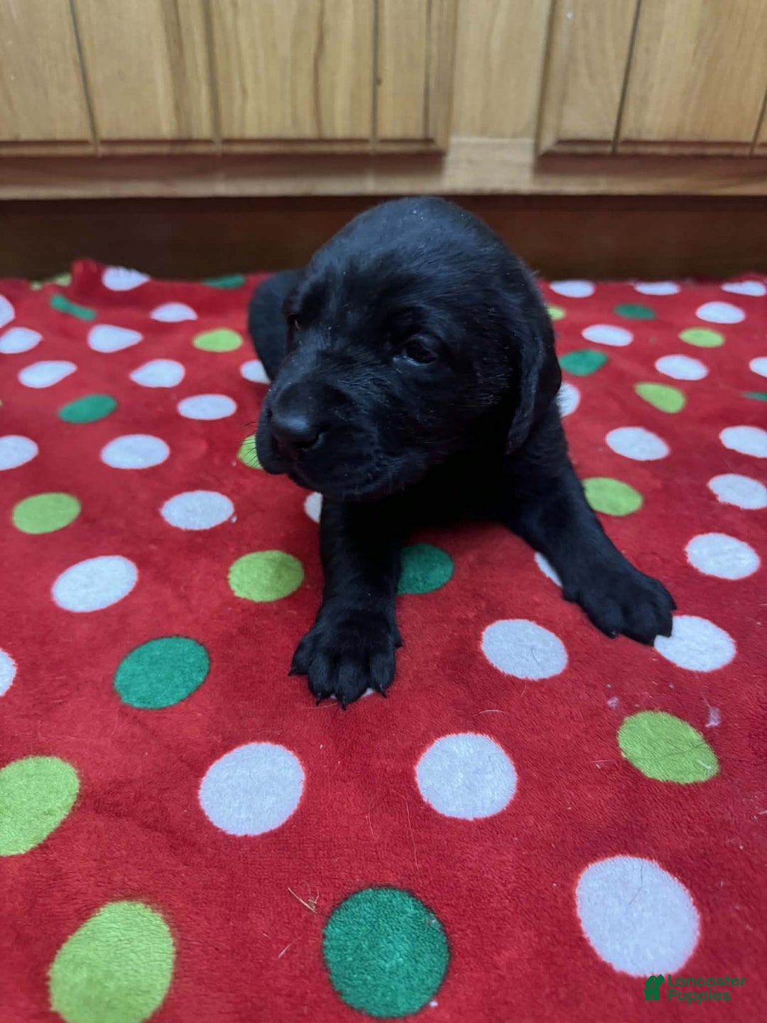 Labrador Retriever dogs for sale: Reed - Ad 2