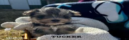 Morkie dogs for sale: Tucker - Ad 3