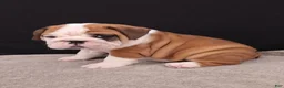 English Bulldog dogs for sale: Thor - Ad 4