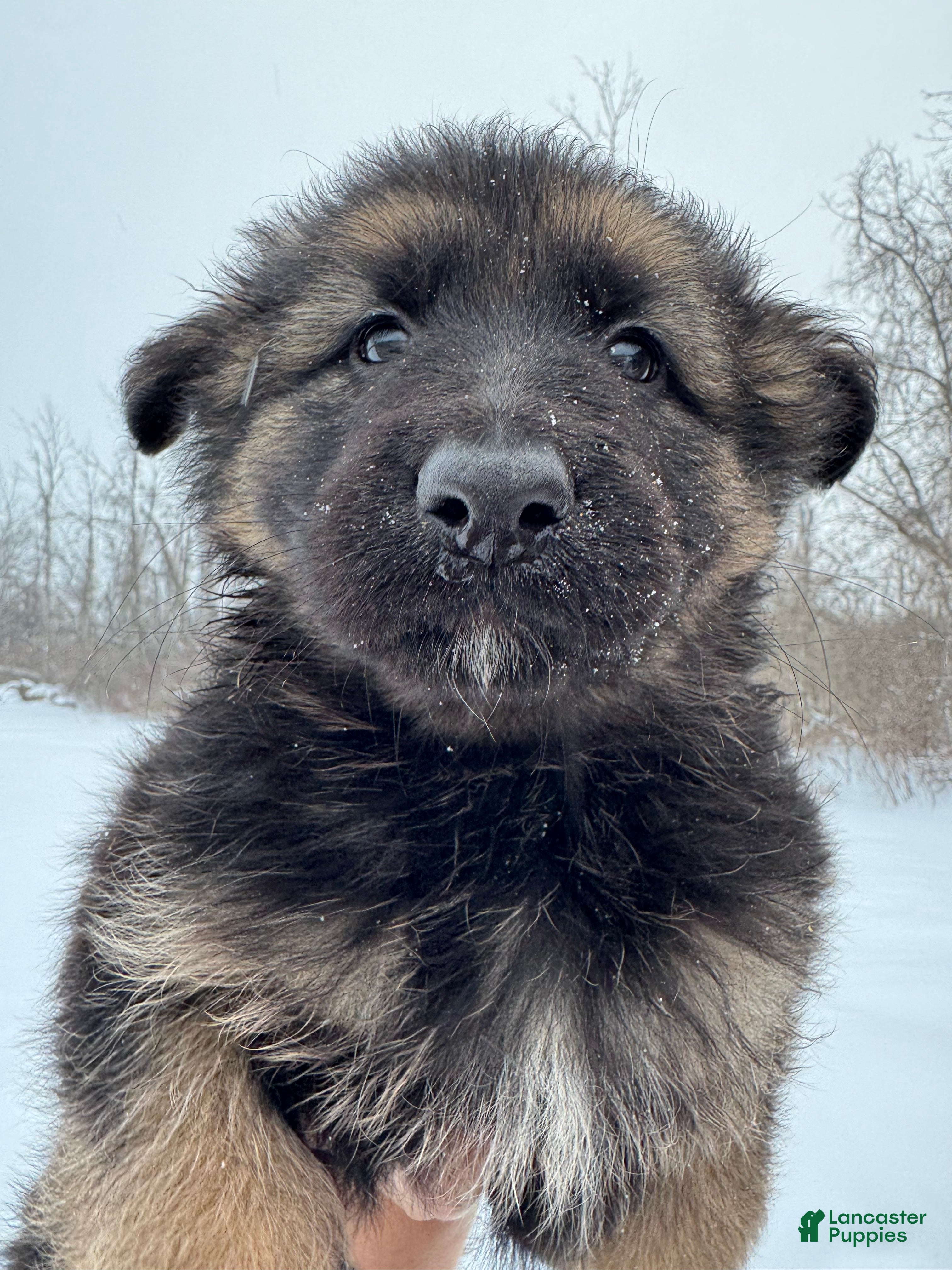 German Shepherd dogs Zara - Ad 2