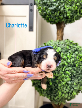 Bernedoodle dogs Charlotte - Ad 36