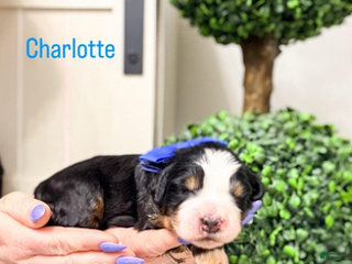 Bernedoodle dogs Charlotte - Ad 34