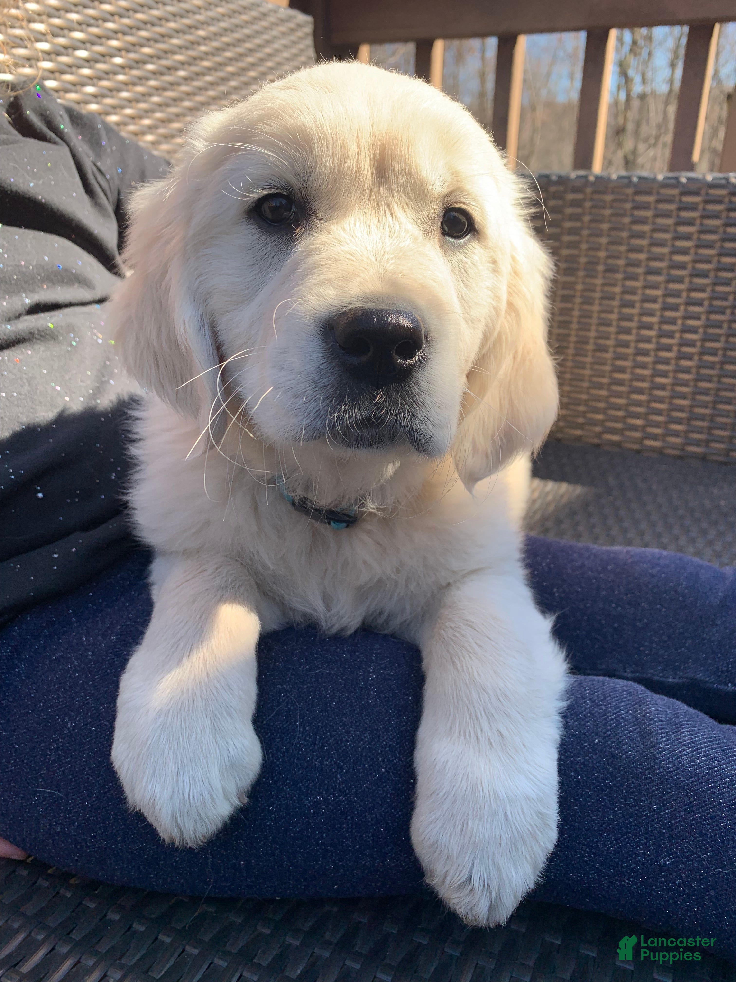 Golden Retriever dogs Juniper - Ad 1