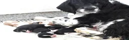 Mixed Breed dogs for sale: #2 Male of Blackie's - Ad 6